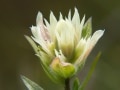 White paintbrush (Castilleja occidentalis) Waterton Lakes National Park, Alberta