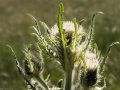 White thistle (Cirsium hookerianum) Waterton Lakes National Park, Alberta