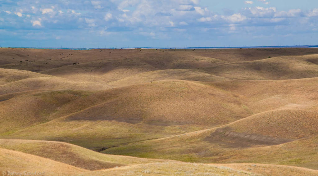 Rolling golden hills of later summer grasses at Fort Pierre National Grasslands, South Dakota. Photo by Betsey Crawford.