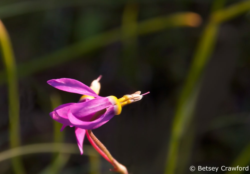 Idaho wildflowers-Shooting star (Dodecatheon pulchellum) ready to shoot its seeds, taken in Coeur d'Alene, Idaho by Betsey Crawford