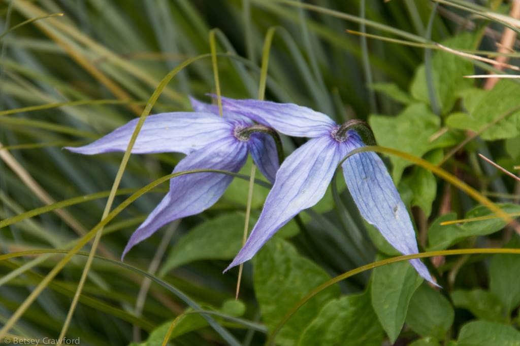 Western blue clematis (Clematis occidentalis)