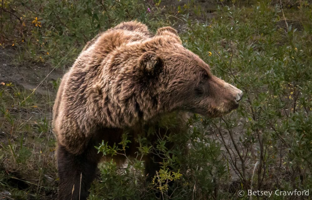 A grizzly bear looking sideways, taking a break from pulling up roots to eat in Denali National Park. Photo by Betsey Crawford.