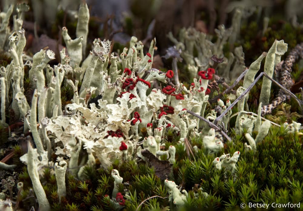 Pale green lichen, some curly like lettuce, other standing upright with cups on top, some cups rimmed in red. Growing with moss. Photo by Betsey Crawford.