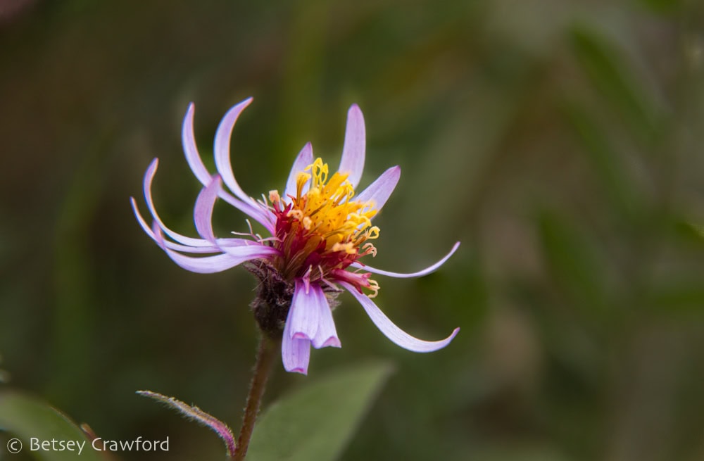 Siberian aster (Eurybia siberica) with red and gold-yellow disk flowers in center and thin, light lavender ray flowers curving away from the center. Photo by Betsey Crawford.