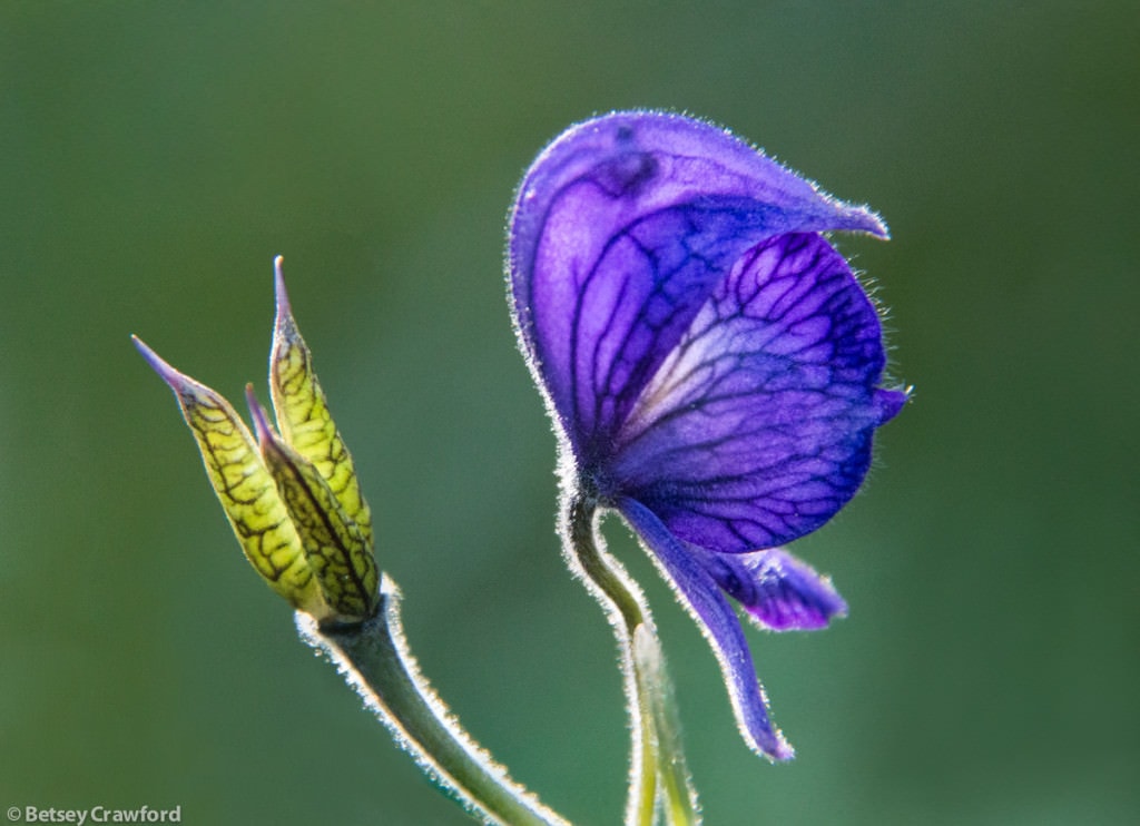 monkshood-with-seedhead-aconitum-delphinifolium-Wynn-Nature-Center-Homer-Alaska-by-Betsey-Crawford