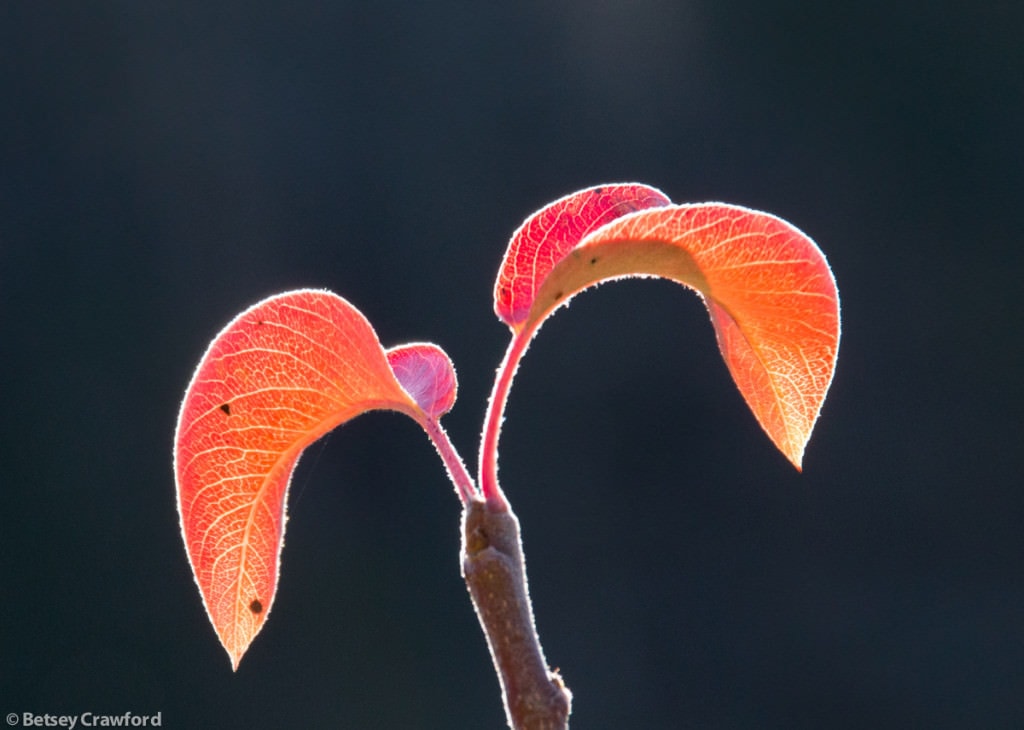 autumn-peach-leaves-Genesis-farm-Blairstown-New-Jersey-by-Betsey-Crawford