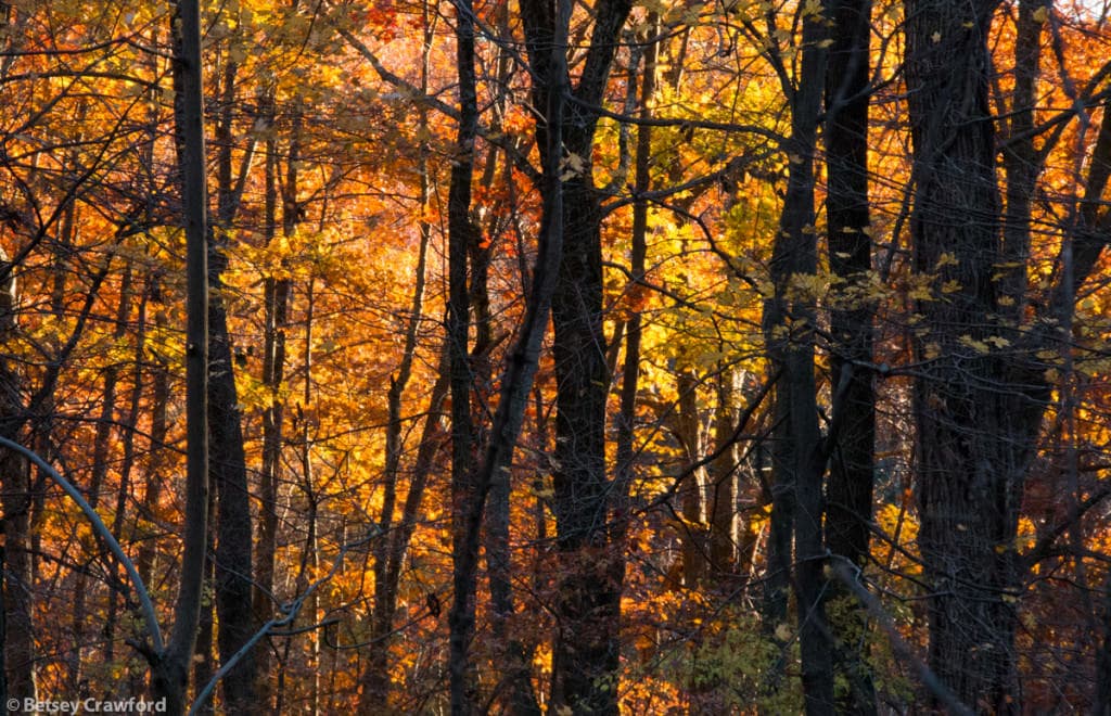 autumn-woods-Genesis-farm-Blairstown-New-Jersey-by-Betsey-Crawford-2