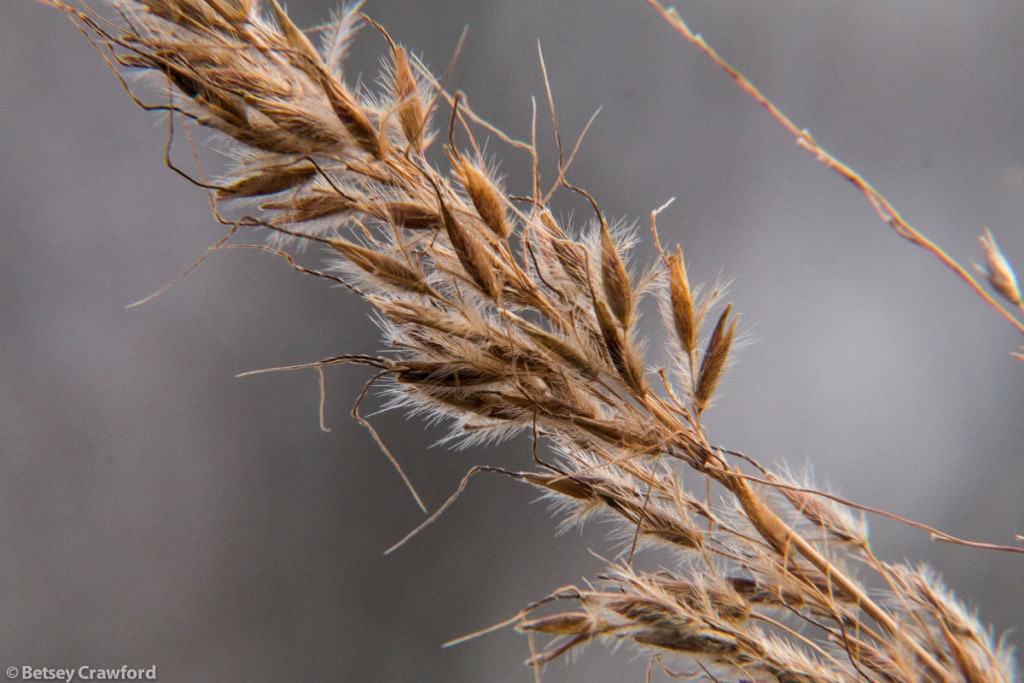 grass-autumn-seedheads-Genesis-farm-Blairstown-New-Jersey-by-Betsey-Crawford