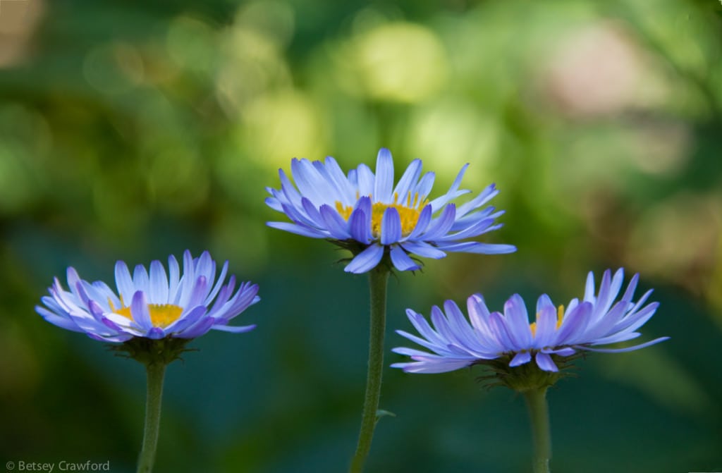 Tall-purple-fleabane-Erigeron-peregrinus-Waterton-Lakes-National-Park-Alberta-by-Betsey-Crawford