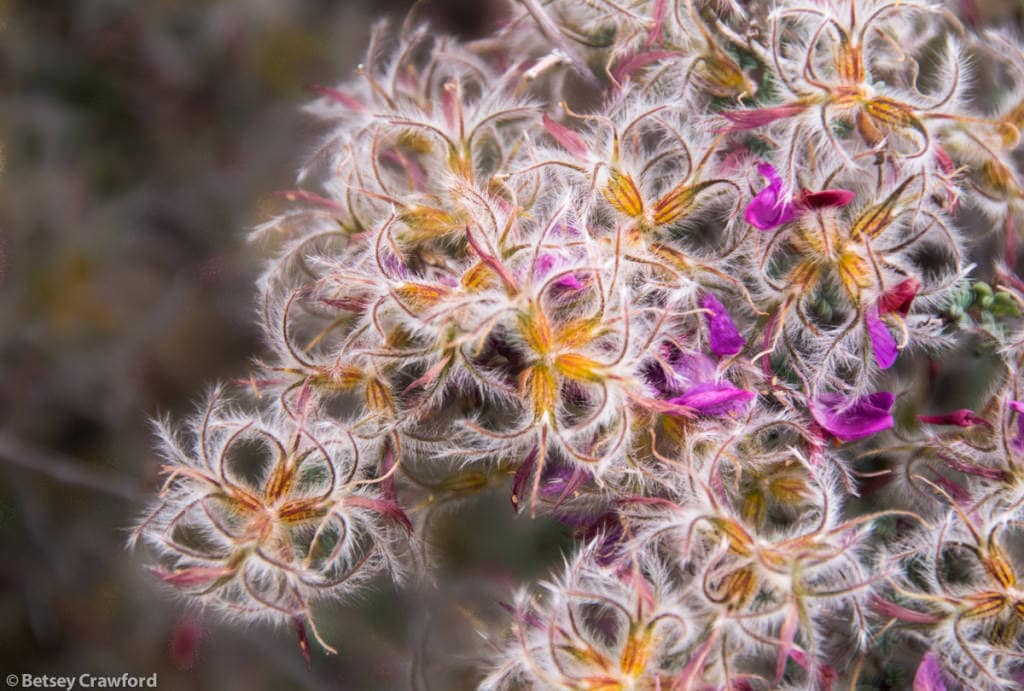 feather-dalea-dalea-formosa-Dripping-Springs-Las-Cruces-New-Mexico-by-Betsey-Crawford