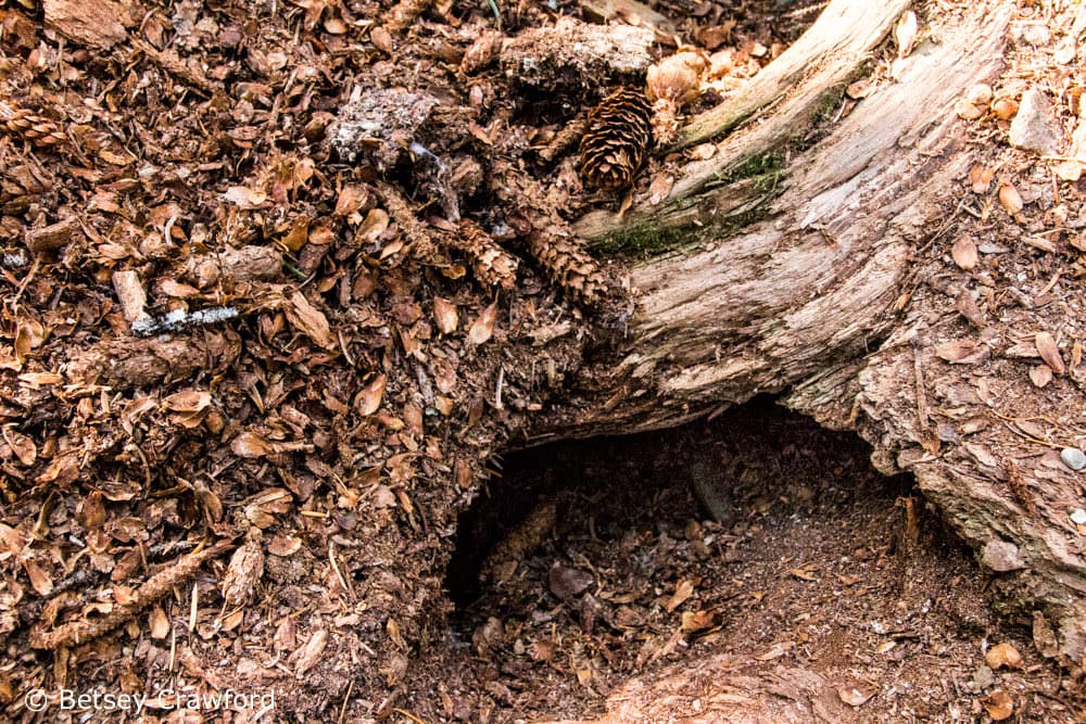 The den of a red squirrel (Tamiascuurus hudsonicus) in the roots of a white spruce (Picea glauca) by Betsey Crawford