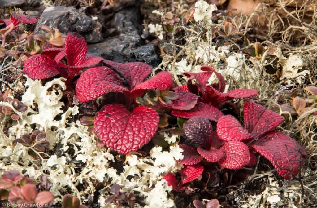 alpine tundra along the Dempster Highway in the Yukon, including bearberry (arctostaphylos alpina) and lichen by Betsey Crawford