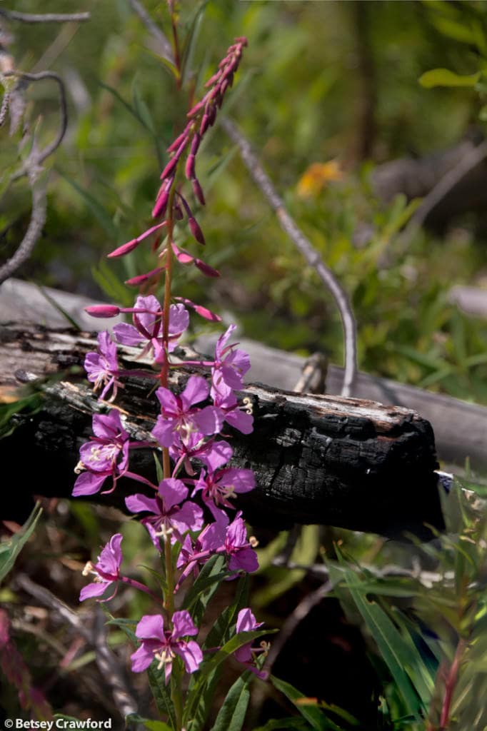 fireweed-epilobium-angustifolium-Stanley-Glacier-Kootenay-National-Park-British-Columbia-by-Betsey-Crawford