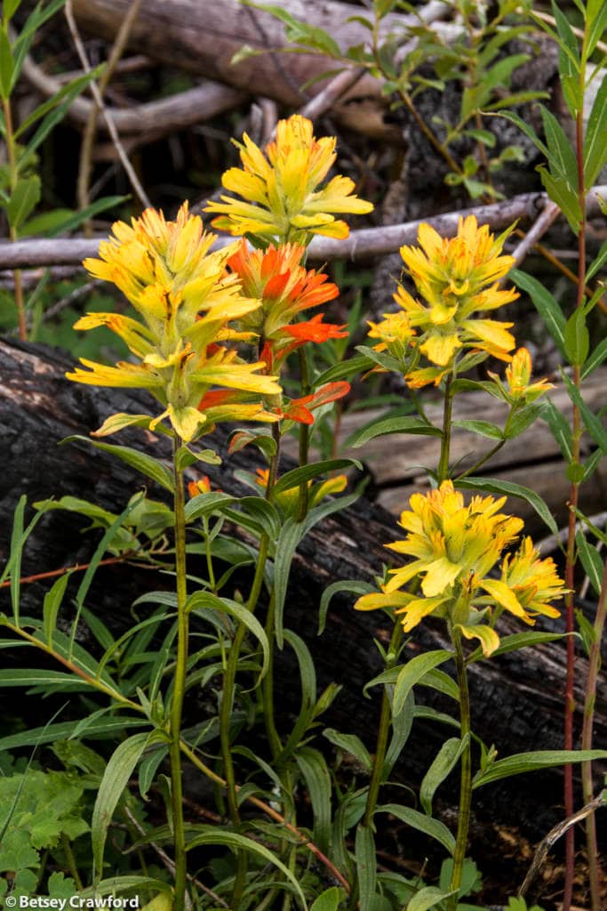 harsh-paintbrush-castilleja-hispidus-Stanley-Glacier-Kootenay-National-Park-British-Columbia-by-Betsey-Crawford