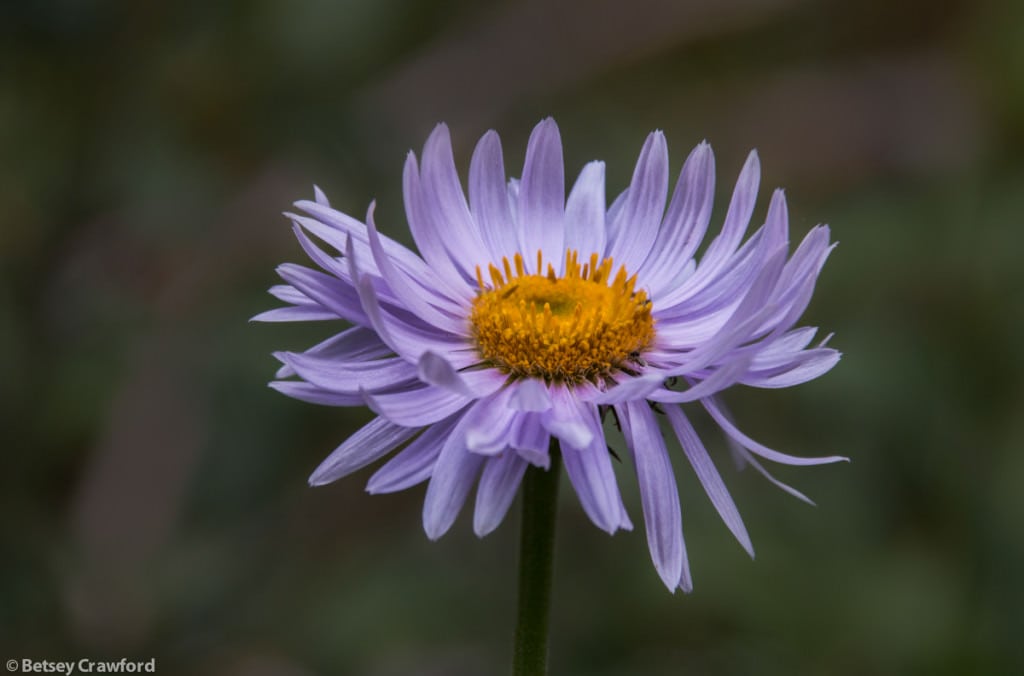 tall-purple-fleabane-erigeron-peregrinus-Stanley-Glacier-Kootenay-National-Park-British-Columbia-by-Betsey-Crawford