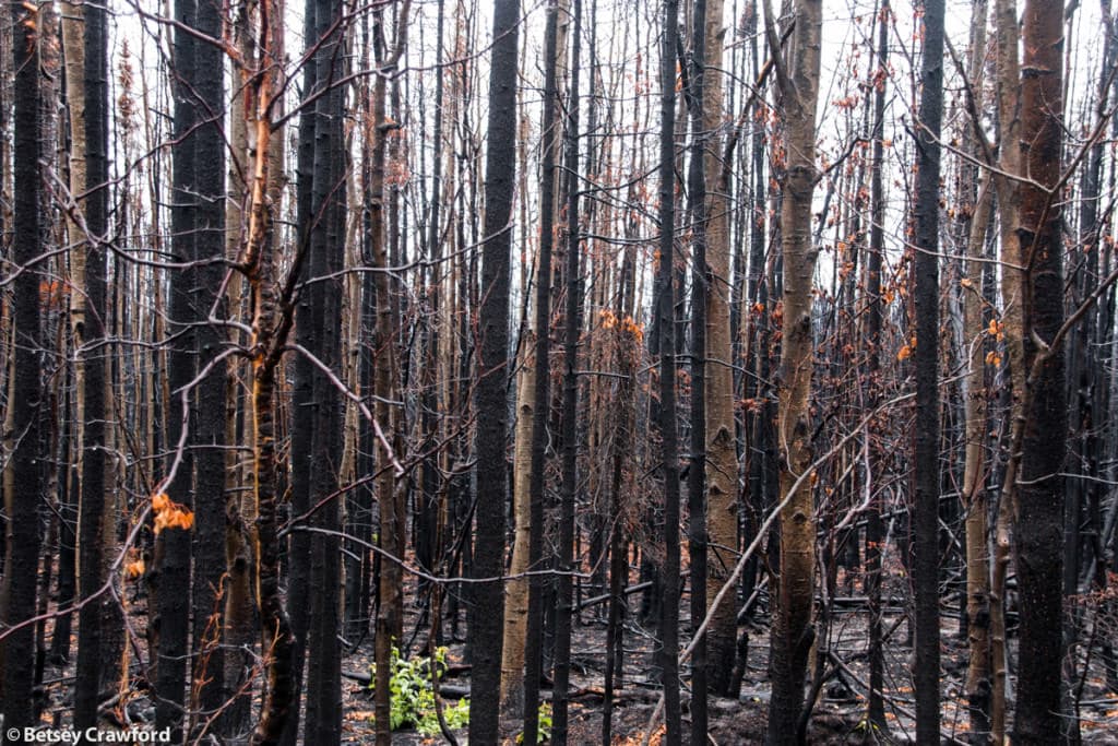 wildfire-Kenai-Wildlife-Refuge-Alaska-by-Betsey-Crawford