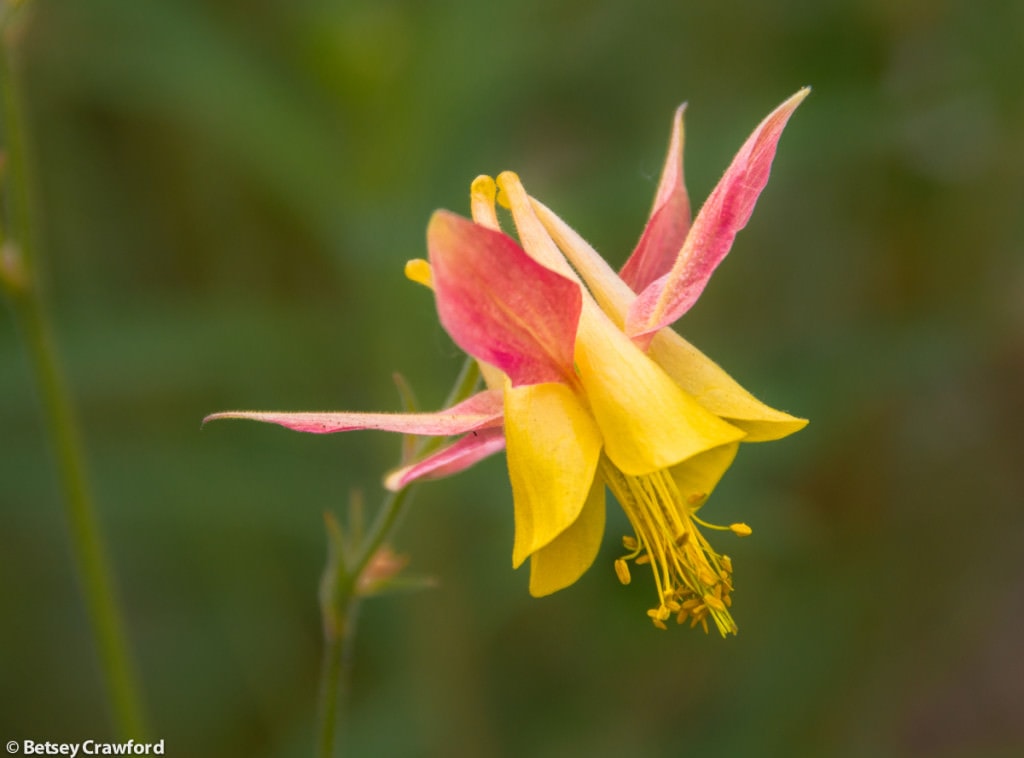 yellow-columbine-aquilegia-flavescens-Stanley-Glacier-Kootenay-National-Park-British-Columbia-by-Betsey-Crawford