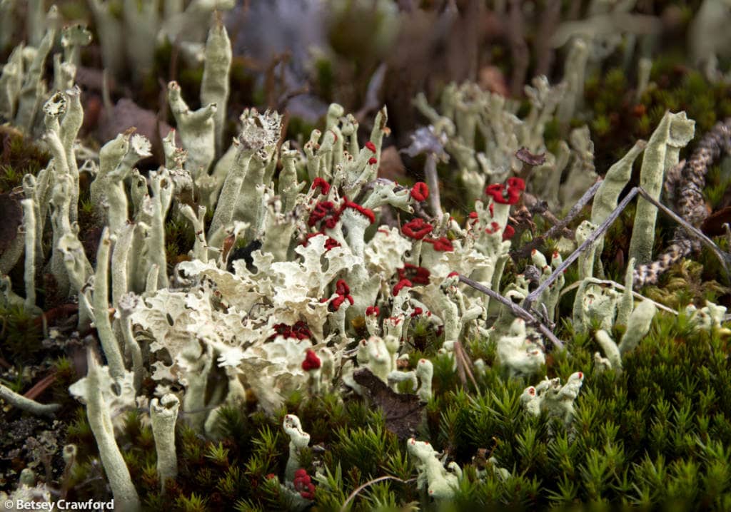 cladonia-digitata-flavocentria-nivalis-snow-lichen-Denali-National-Park-Alaska-by-Betsey-Crawford