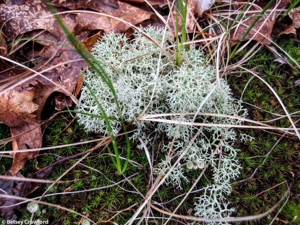 cladonia-rangiferina-reindeer-lichen-Stony-Hill-Amagansett-New-York-by-Betsey-Crawford