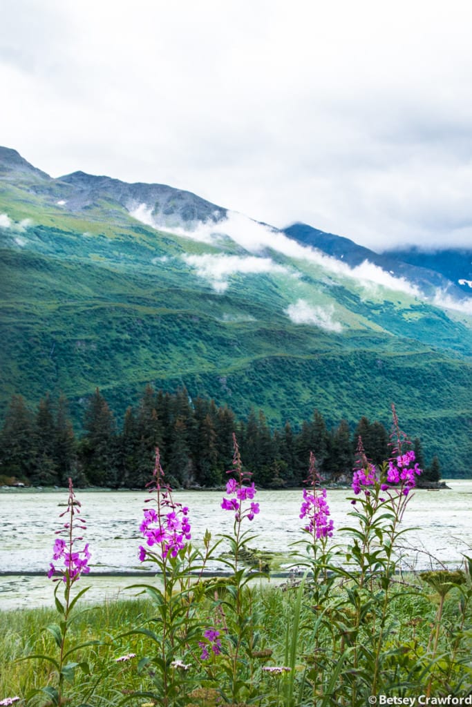 fireweed-epilobium-angustifolium-northern-yarrow-achillea-borealis-Valdezi-Alaska-by-Betsey-Crawford-2