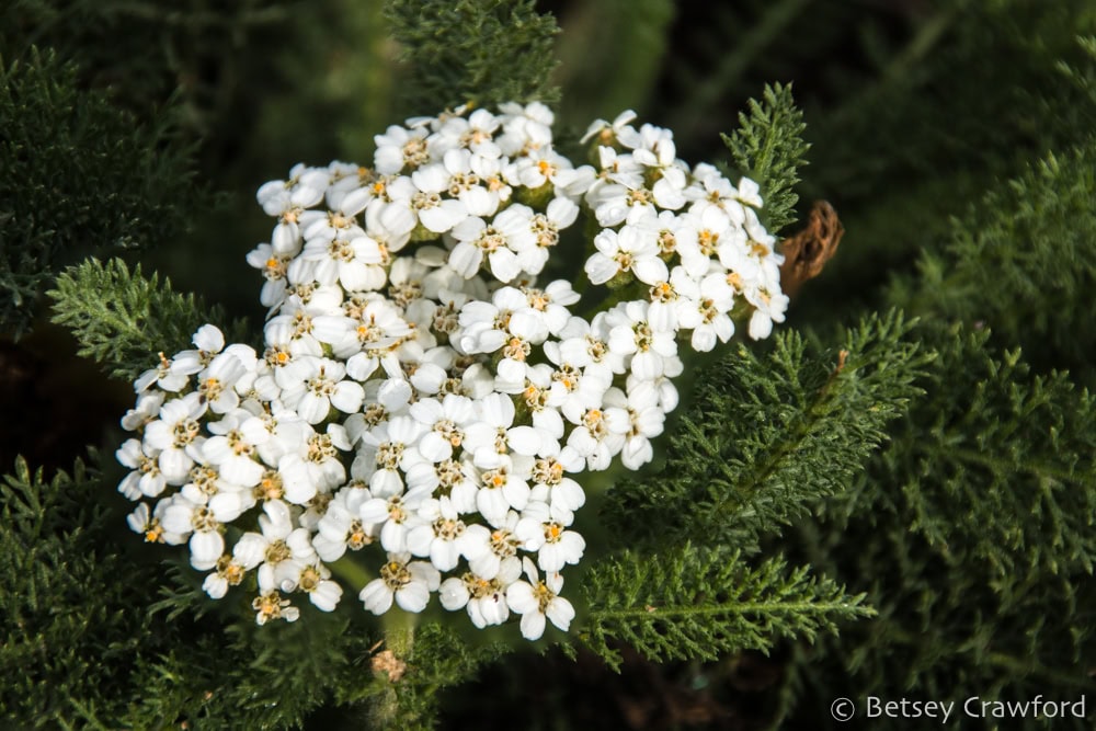 White yarrow's (Achillea millifolium) clusters of tiny white flowers show against a background of the plants dark green, feathery leaves. Coeur d'Alene,Idaho. Photo by Betsey Crawford.