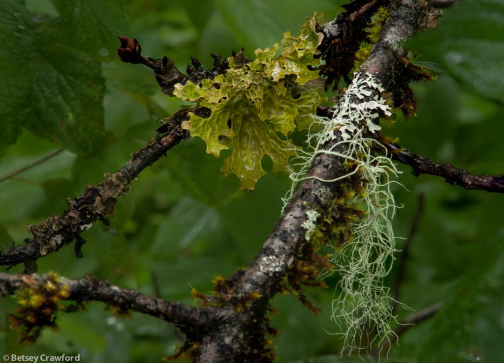 hypogymnia-species-alectoria-samentosa-witchs-hair-lichen-lobaria-pulmonaria-lungwort-Fish-Creek-Hyder-Alaska-by-Betsey-Crawford