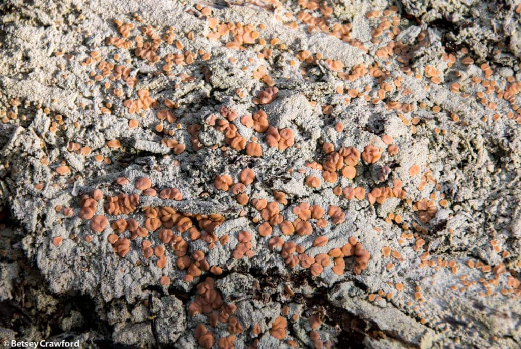 icmadophila-ericetorum-fairy-barf-lichen-Denali-National-Park-Alaska-by-Betsey-Crawford