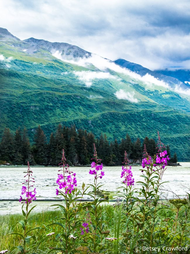 It's hard to find the white yarrow (Achillea millefolium) among the vivid magenta fireweed (Chamaenerion angustifolium)against the blue green slopes of coastal Valdezi, Alaska. Photo by Betsey Crawford.