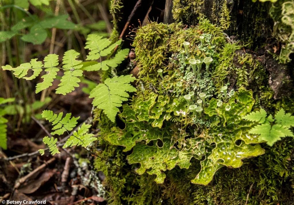 lobaria-pulmonaria-lungwort-cladonia-species-moss-Kenai-Wildlife-Refuge-Kenai-Alaska-by-Betsey-Crawford