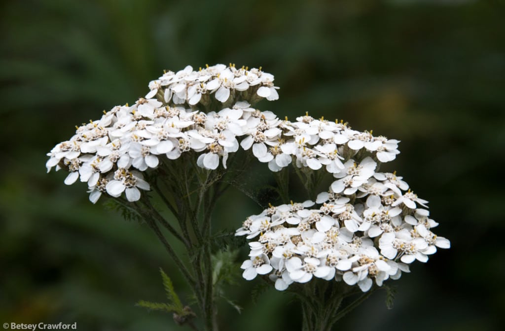 northern-yarrow-achillea-borealis-Captain-Cook-State-Park-Kenai-Alaska-by-Betsey-Crawford.jpg