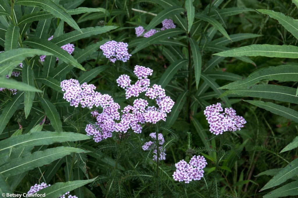 northern-yarrow-achillea-borealis-Moose-Pass-Alaska-by-Betsey-Crawford