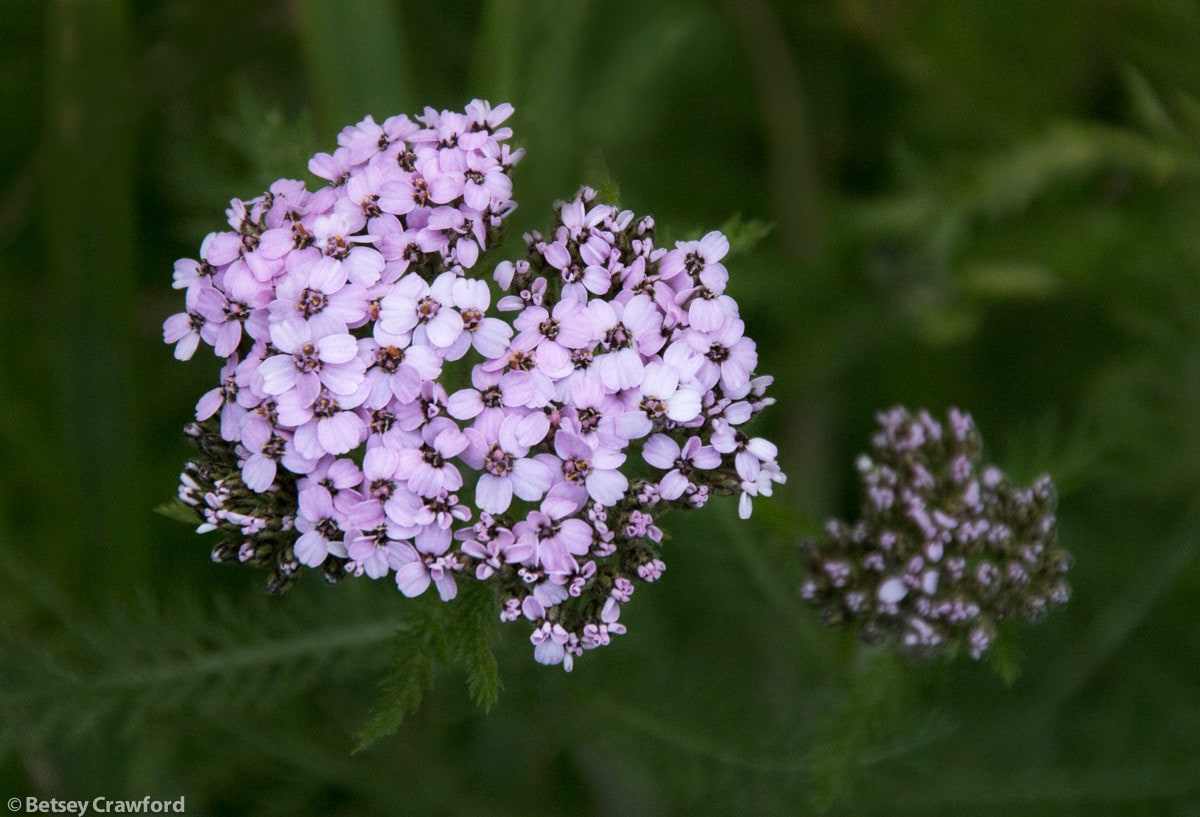 Yarrow: a quiet goddess subdues half a planet - The Soul of the Earth