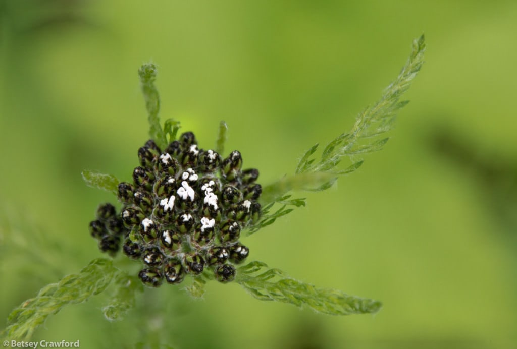 northern-yarrow-achillea-borealis-Moose-Pass-Alaska-by-Betsey-Crawford-3