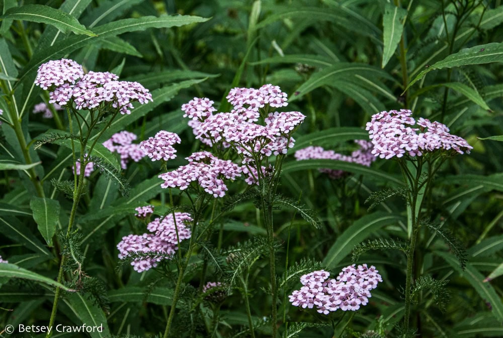 A pink version of northern yarrow (Achillea millefolium borealis)glows among the deep green leaves of fireweed. Photo by Betsey Crawford.
