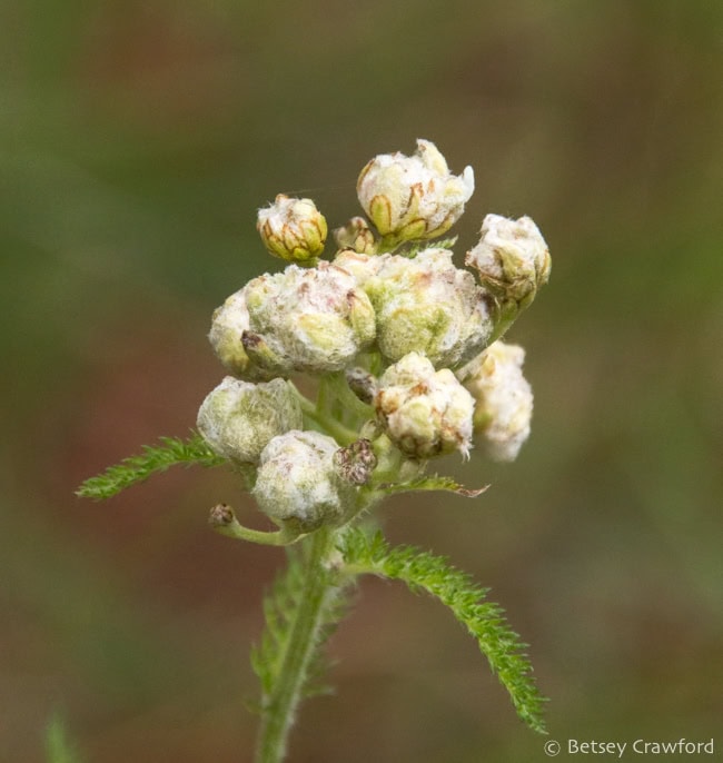 White northern yarrow (Achillea millifolium borealis) buds at the Kenai Wildlife Refuge, Kenai, Alaska. Photo by Betsey Crawford.