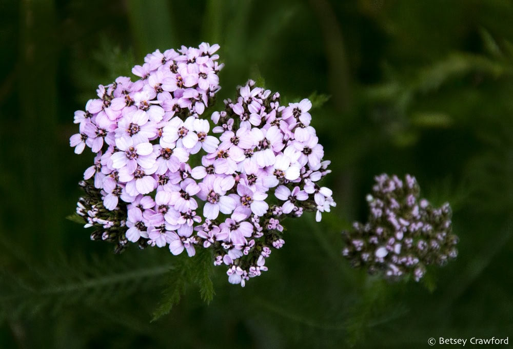 A luminous pink version of northern yarrow (Achillea millefolium borealis)glows among dark green leaves along Moose Pass in Alaska. Photo by Betsey Crawford.