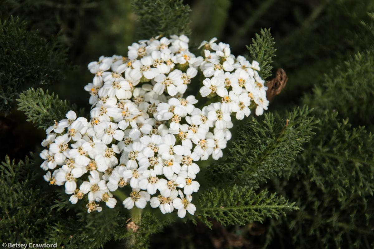 Pink and white achillea yarrow plants growing asteraceae flowers