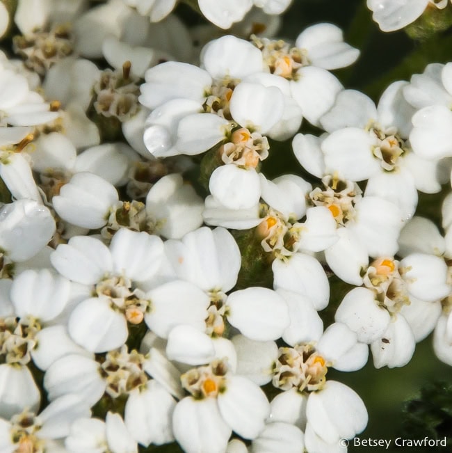 A close up of white yarrow's (Achillea millifolium) clusters of tiny white flowers showing their tiny orange disk flowers. Coeur d'Alene, Idaho. Photo by Betsey Crawford