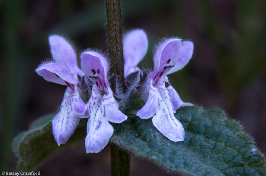 California hedge nettle (Stachys bullata) taken in Golden Gate National Recreation Area, California by Betsey Crawford