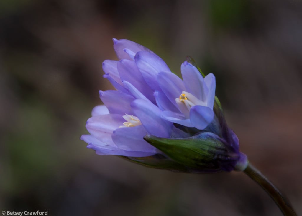 Blue dicks (Dichelostemma capitatum) taken in Cascade Canyon, Fairfax, California by Betsey Crawford