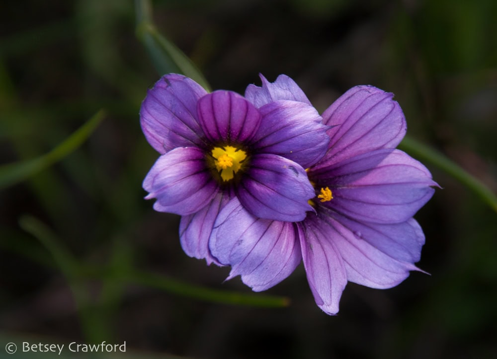 Two blue-eyed grass (Sisyrinchium bellum) flowers with purple petals, darker purple stripes and bright yellow centers. Photo by Betsey Crawford