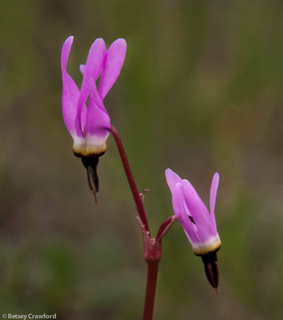 Foothills shooting star (Dodecatheon hendersonii) taken in Golden Gate National Recreation Area, California by Betsey Crawford