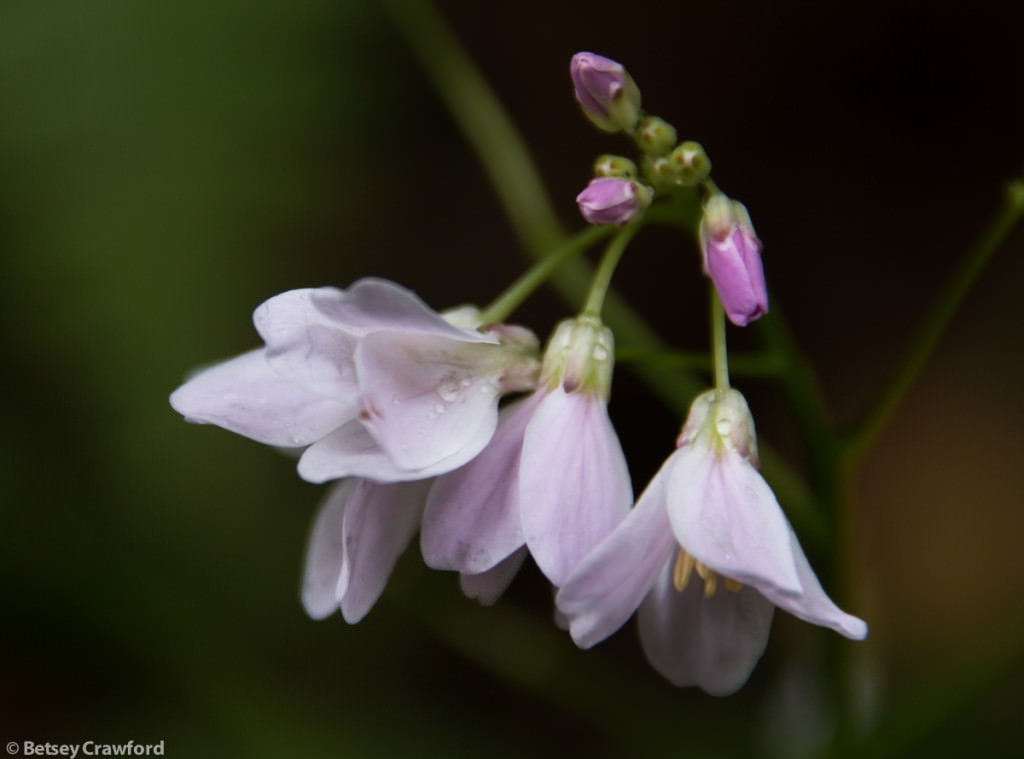 Milk maids (Cardamon californica) taken on King Mountain, Larkspur, California by Betsey Crawford