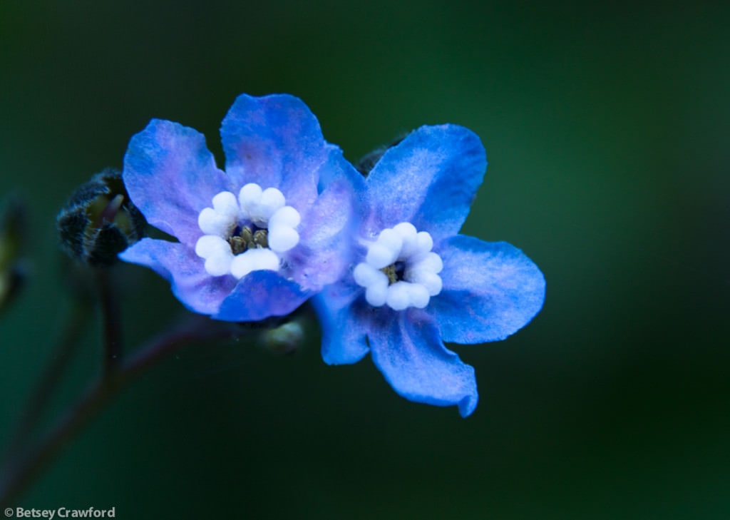 Western hounds tongue (Cynoglossum grande) taken on King Mountain, Larkspur, California by Betsey Crawford