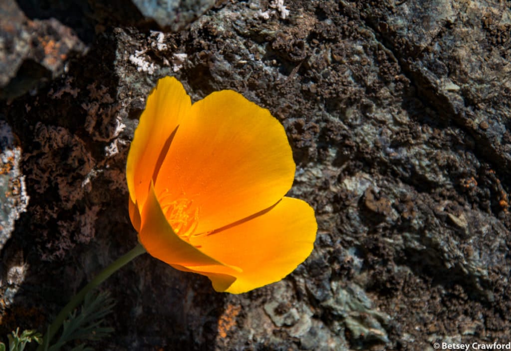 California poppy (Eschscholzia californica) on Mount Burdell, Novato, California by Betsey Crawford