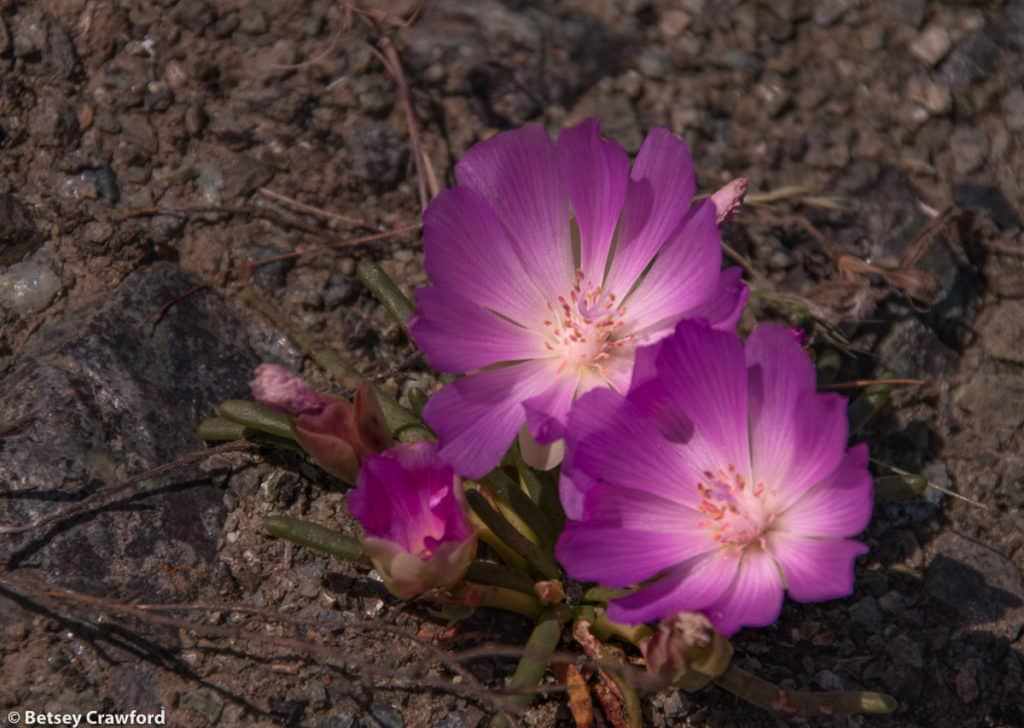 Bitterroot (Lewisia rediviva) on Mount Burdell in Novato, California by Betsey Crawford