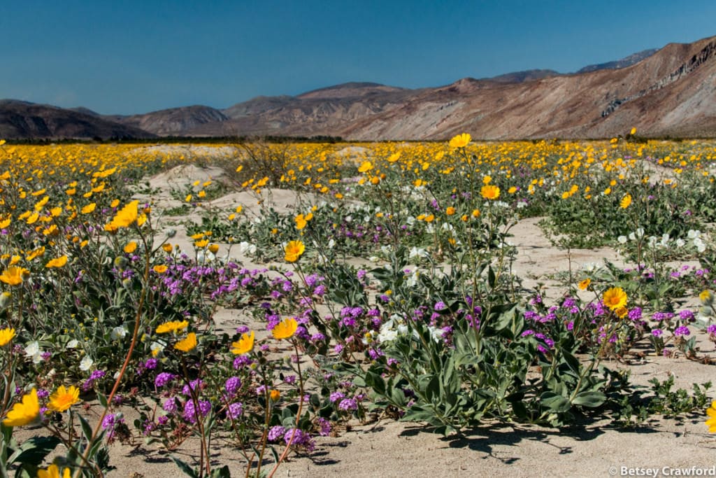 Desert wildflowers and native plants bloom for the first time in years in Borrego Springs, California