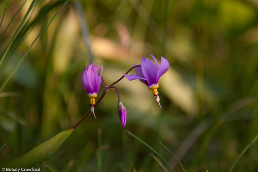 Native plants shooting stars (Dodecatheon pulchellum) on Tubbs Hill in Coeur d'Alene, Idaho by Betsey Crawford