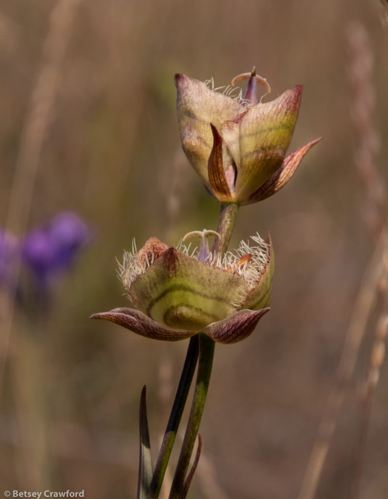 Tiburon mariposa lily (Calochortus tiburonensis) growing on Ring Mountain in Tiburon, California by Betsey Crawford