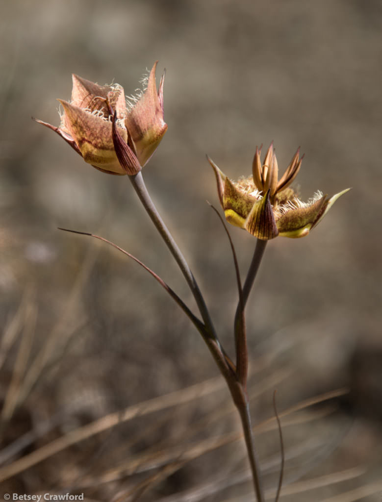 Rare plants: Tiburon mariposa lily (Calochortus tiburonensis) growing on Ring Mountain in Tiburon, California by Betsey Crawford